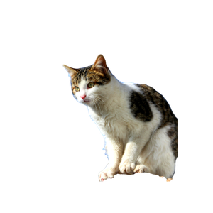 Charming Close Up Of A Tabby Cat Sitting Outdoors On A Wooden Structure With A Bright Blue Sky. 14796 - Cat PNG image with transparent background